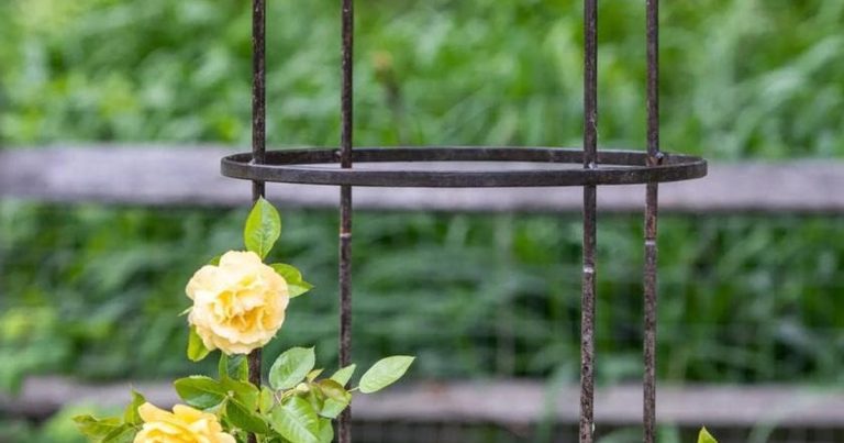 Best Trellis For Honeysuckle: Control Wild Growth