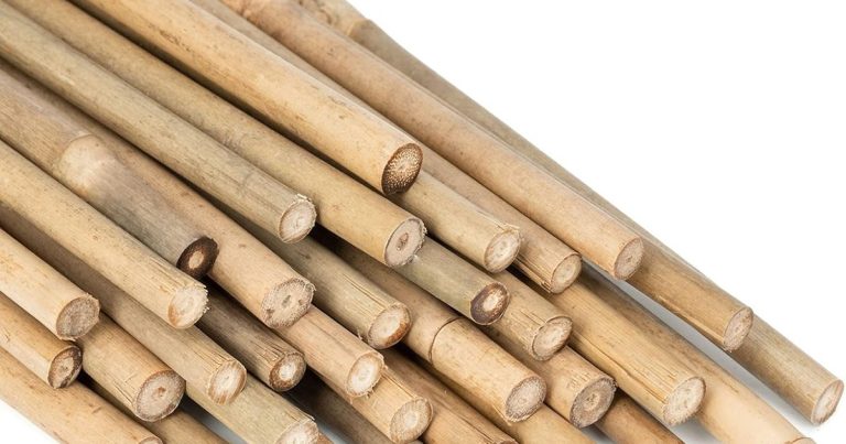 Best Bamboo For Planters: Strong, Natural Support