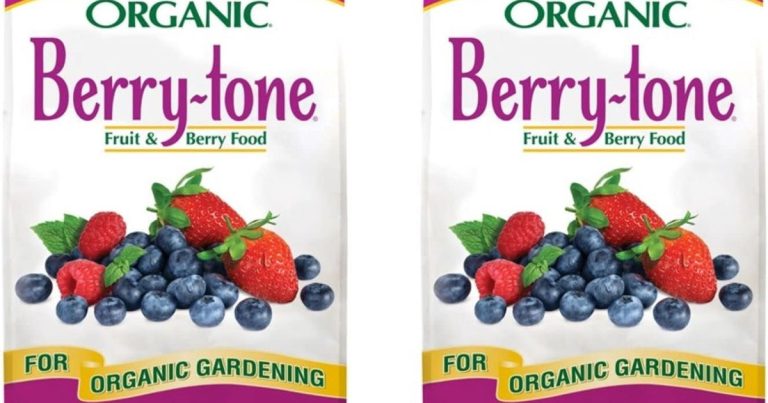 Best Mulch For Strawberry Plants: Clean, Healthy Berries