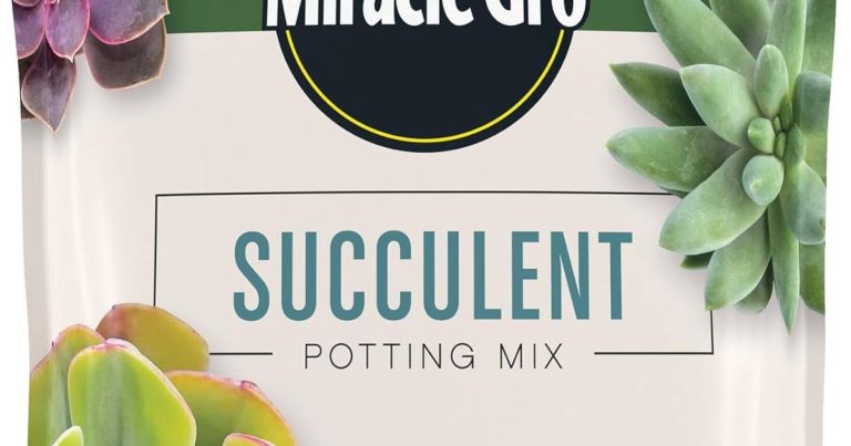Best Soil For Cactus And Succulents: Stop Root Rot