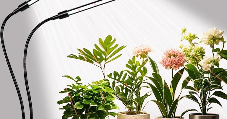 Best Light For Hydrangeas: Bloom Like Never Before