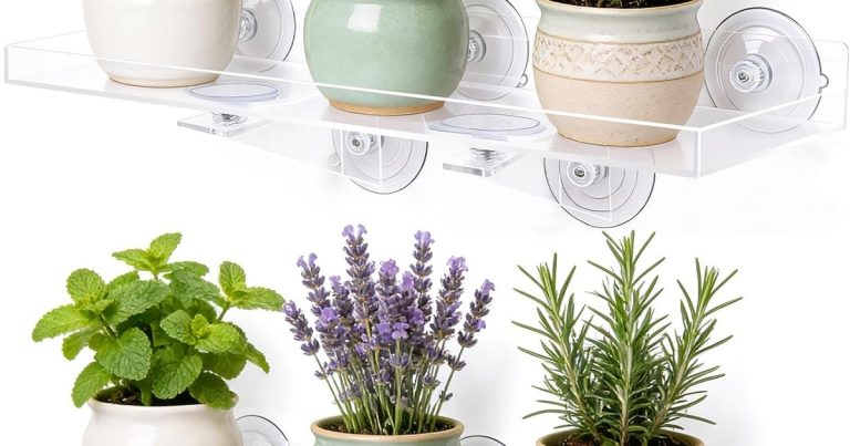 Best Window Facing For Plants: Sunlight Made Simple