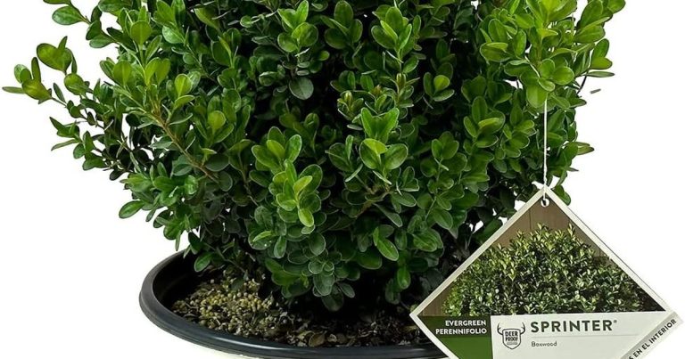 Best Shrub For Hedge: Lush Privacy, Less Hassle