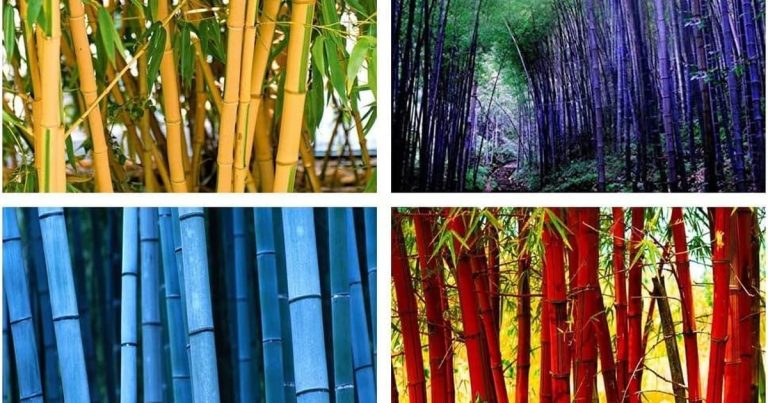 Best Plants For Balcony Privacy: Green Walls That Work