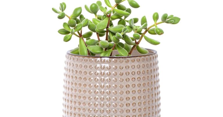 Best Planter For Jade Plant: Thrive Guaranteed