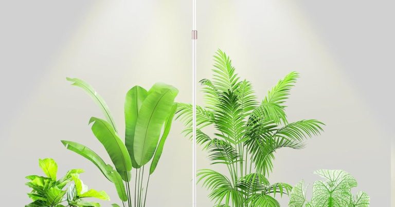 Best Grow Light For Bird Of Paradise: Bloom Boost