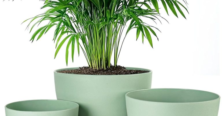 Best Planter For Bird Of Paradise: Root Health & Style