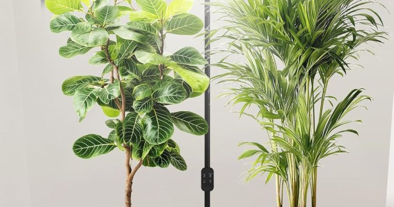 Best Grow Light For Meyer Lemon Tree: Bloom Indoors Year-Round