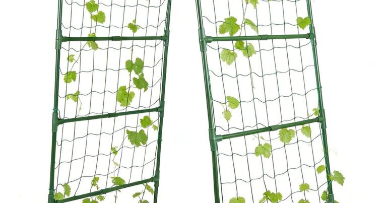Best Trellis For Pole Beans: Grow Up, Not Out
