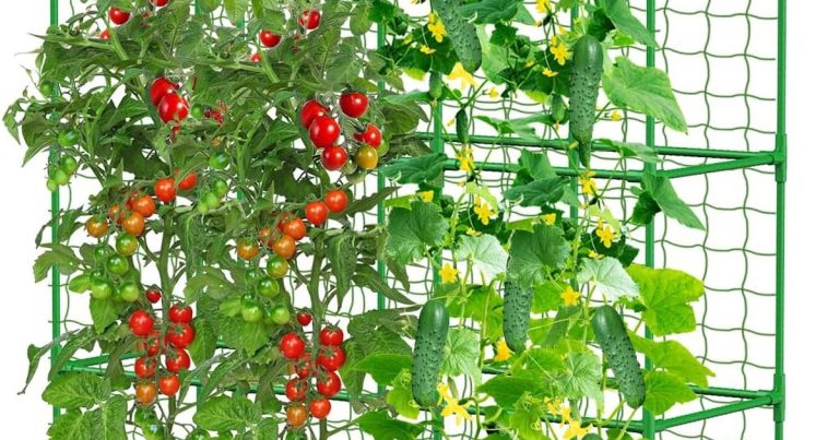 Best Trellis For Peas: Grow Tall, Stay Strong