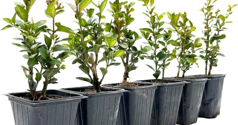Best Bushes For Hedges: Privacy That Lasts