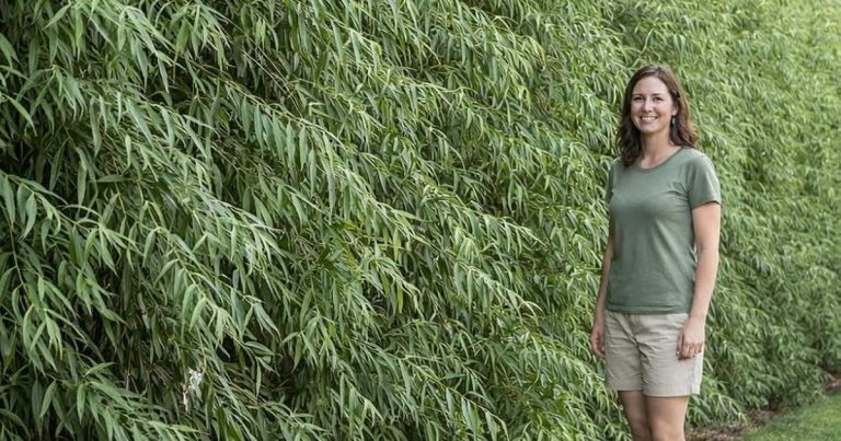 Best Plants For Natural Fence: Privacy That Grows