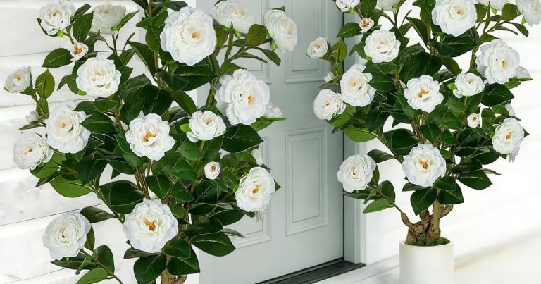 Best Decorative Trees For Front Yard: Instant Curb Appeal