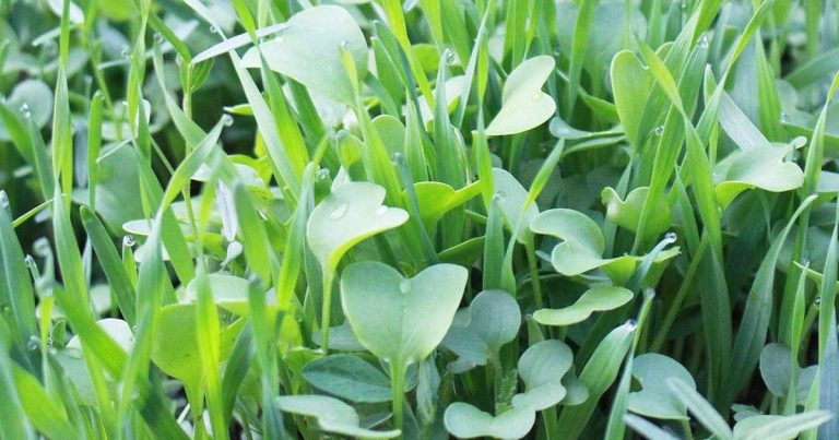 Best Ground Cover For Vegetable Garden: Stop Weeds Naturally
