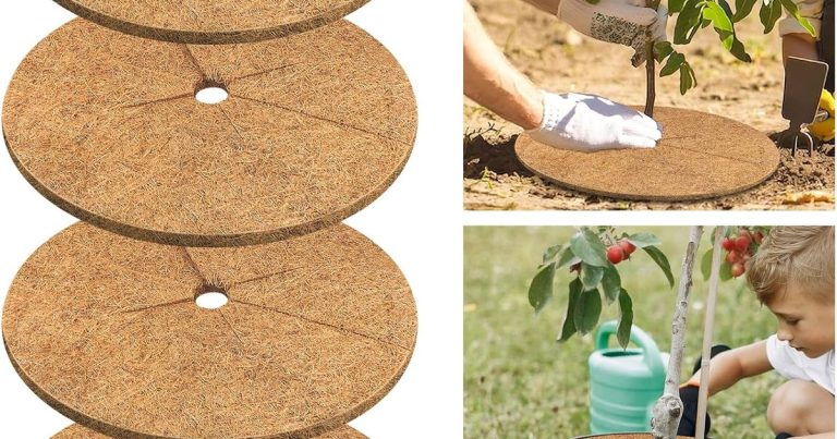 Best Mulch For Around Trees: Healthy Roots, Happy Trees