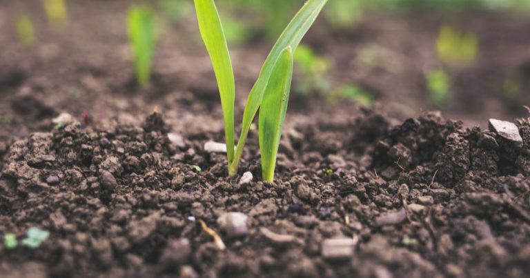 How to Improve Clay Soil for Lawn: Aerate, Amend, Adapt