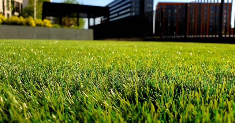 How to Enrich Lawn Soil: Build Living Ground