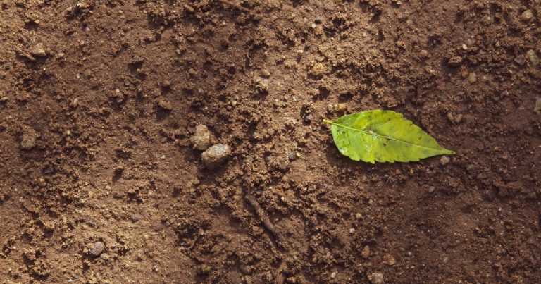 How to Improve Clay Lawn Soil: Aerate, Amend, Succeed