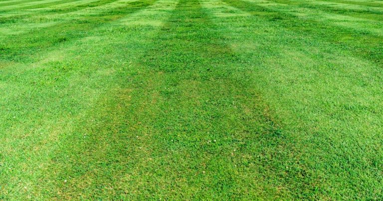 What does Weed and Feed do to Your Lawn: Grass Revival Decoded
