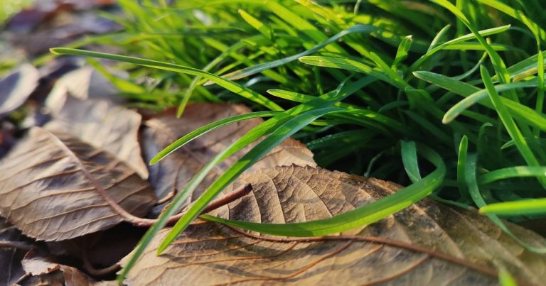 How to Fix Dry Soil Lawn: Revive Your Roots