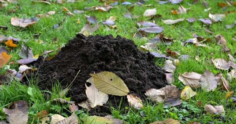How to Level a Lawn with Soil: Smooth, Safe, Thriving